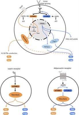 Obesity-Mediated Immune Modulation: One Step Forward, (Th)2 Steps Back